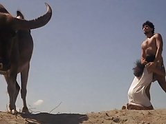 角质荡妇刘海的大公鸡